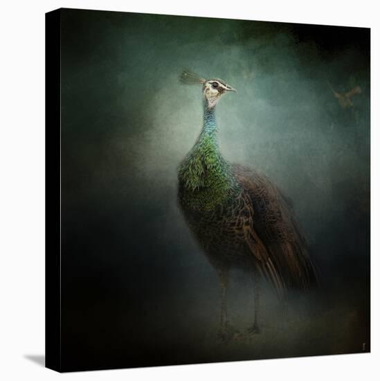 Peacock 2-Jai Johnson-Stretched Canvas
