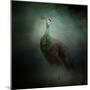 Peacock 2-Jai Johnson-Mounted Giclee Print