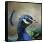 Peacock 3-Jai Johnson-Framed Stretched Canvas