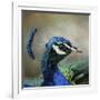 Peacock 3-Jai Johnson-Framed Giclee Print