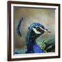 Peacock 3-Jai Johnson-Framed Giclee Print