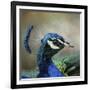 Peacock 3-Jai Johnson-Framed Giclee Print