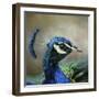 Peacock 3-Jai Johnson-Framed Giclee Print