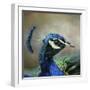 Peacock 3-Jai Johnson-Framed Giclee Print