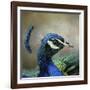 Peacock 3-Jai Johnson-Framed Giclee Print