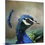 Peacock 3-Jai Johnson-Mounted Giclee Print