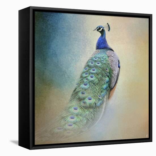 Peacock 4-Jai Johnson-Framed Stretched Canvas