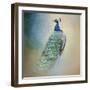 Peacock 4-Jai Johnson-Framed Giclee Print