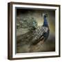 Peacock 5-Jai Johnson-Framed Giclee Print