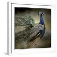 Peacock 5-Jai Johnson-Framed Giclee Print