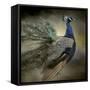 Peacock 5-Jai Johnson-Framed Stretched Canvas