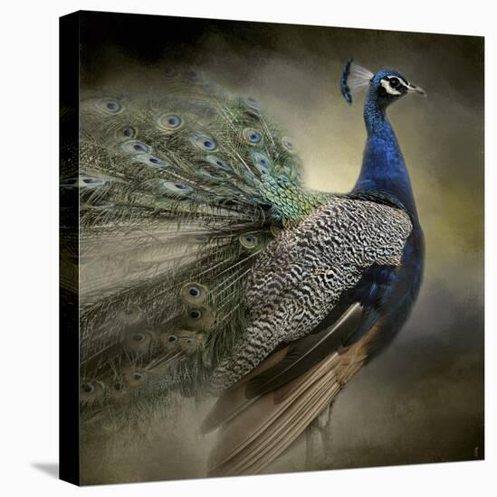 Peacock 5-Jai Johnson-Stretched Canvas