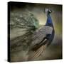 Peacock 5-Jai Johnson-Stretched Canvas