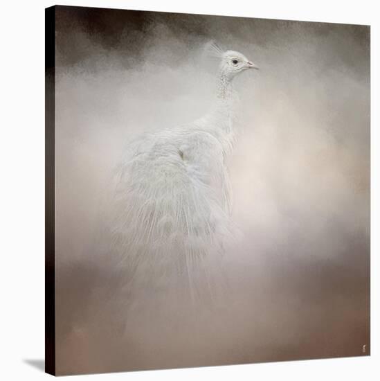 Peacock 6-Jai Johnson-Stretched Canvas