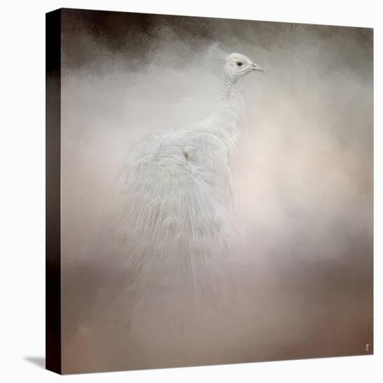 Peacock 6-Jai Johnson-Stretched Canvas