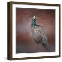 Peacock 7-Jai Johnson-Framed Giclee Print