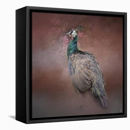 Peacock 7-Jai Johnson-Framed Stretched Canvas