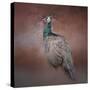 Peacock 7-Jai Johnson-Stretched Canvas