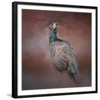 Peacock 7-Jai Johnson-Framed Giclee Print