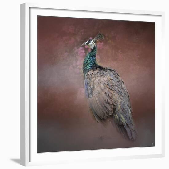 Peacock 7-Jai Johnson-Framed Giclee Print