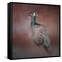 Peacock 7-Jai Johnson-Framed Stretched Canvas