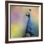 Peacock 8-Jai Johnson-Framed Giclee Print