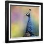 Peacock 8-Jai Johnson-Framed Giclee Print