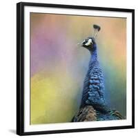 Peacock 8-Jai Johnson-Framed Giclee Print