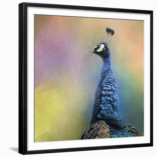 Peacock 8-Jai Johnson-Framed Giclee Print