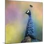 Peacock 8-Jai Johnson-Mounted Giclee Print