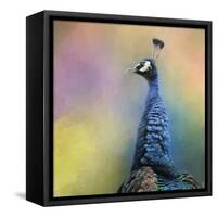 Peacock 8-Jai Johnson-Framed Stretched Canvas