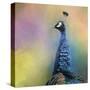 Peacock 8-Jai Johnson-Stretched Canvas
