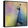 Peacock 8-Jai Johnson-Framed Stretched Canvas