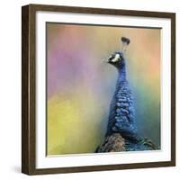 Peacock 8-Jai Johnson-Framed Giclee Print