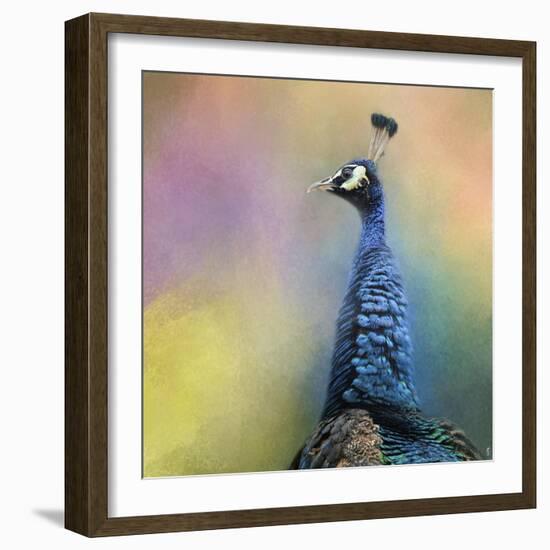 Peacock 8-Jai Johnson-Framed Giclee Print