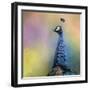 Peacock 8-Jai Johnson-Framed Giclee Print