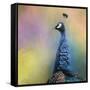 Peacock 8-Jai Johnson-Framed Stretched Canvas