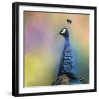 Peacock 8-Jai Johnson-Framed Giclee Print