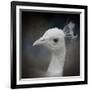 Peacock 9-Jai Johnson-Framed Giclee Print