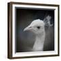 Peacock 9-Jai Johnson-Framed Giclee Print