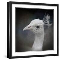 Peacock 9-Jai Johnson-Framed Giclee Print