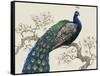 Peacock and Blossoms I-Tim O'toole-Framed Stretched Canvas