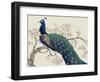 Peacock and Blossoms II-Tim O'toole-Framed Art Print