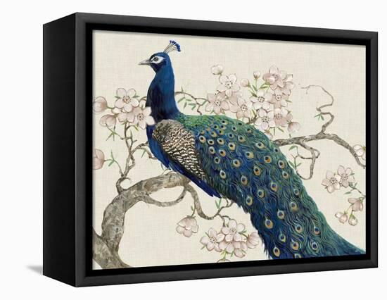 Peacock and Blossoms II-Tim O'toole-Framed Stretched Canvas