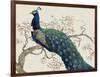 Peacock and Blossoms II-Tim O'toole-Framed Art Print