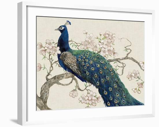 Peacock and Blossoms II-Tim O'toole-Framed Art Print