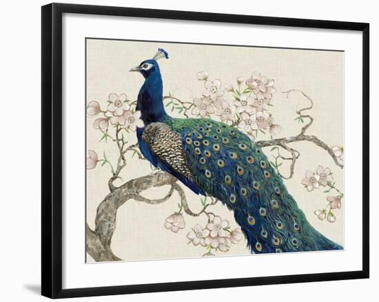 Peacock and Blossoms II-Tim O'toole-Framed Art Print