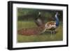 Peacock and Hen-null-Framed Art Print