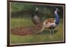 Peacock and Hen-null-Framed Art Print