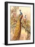 Peacock and Peahen, Illustration-null-Framed Art Print